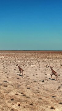 Herd of giraffes wandering through the open wilderness in Etosha Nationalpark in Namibia