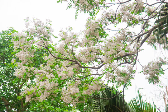 Flowering chinaberry tree in Vietnam, featuring delicate Melia azedarach blooms and leafy branches for garden, tropical, and ornamental concepts.