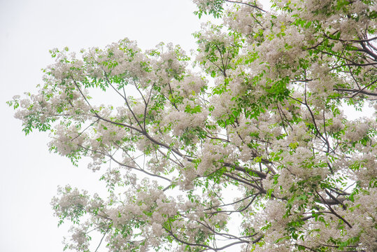 Blooming Melia azedarach tree in Vietnam, filled with pale lilac flowers and soft green foliage, captured outdoors for spring, botanical, and ornamental themes.