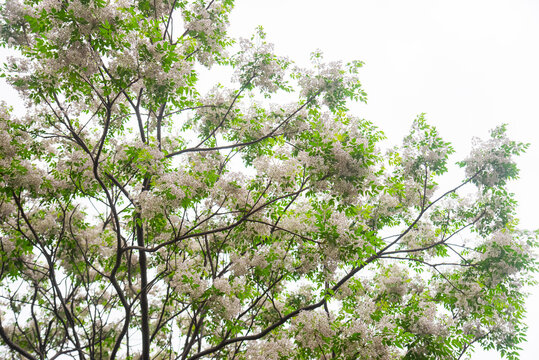 Blooming Melia azedarach tree in Vietnam, filled with pale lilac flowers and soft green foliage, captured outdoors for spring, botanical, and ornamental themes.