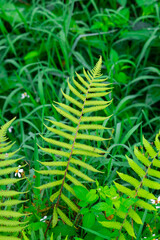 Fresh fern foliage in a Vietnamese garden, captured with vivid green tones, delicate leaf patterns, and natural daylight. © LHPhoto