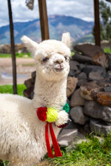 Fototapeta premium White baby alpaca in Peru wearing colorful pom-poms