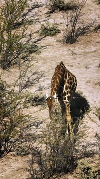 Herd of giraffes wandering through the open wilderness in Etosha Nationalpark in Namibia