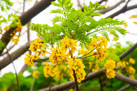 Flowering Peltophorum pterocarpum tree in Vietnam, showing golden blossoms and fine green foliage for seasonal, ornamental, and garden concepts.