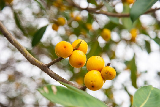 Banyan tree fruit photographed in Vietnam, featuring clustered yellow Ficus benghalensis figs on branches for tropical and botanical concepts.