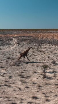 Herd of giraffes wandering through the open wilderness in Etosha Nationalpark in Namibia