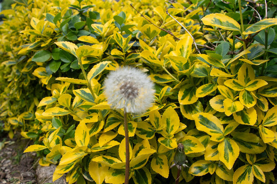 Dandelion clock among variegated euonymus shrub