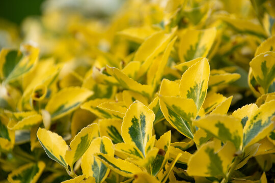 Variegated euonymus leaves macro