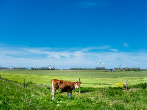 Cows near Swifterbant || Koeien nabij Swifterbant, Flevoland province, The Netherlands