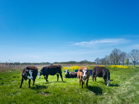 Cows near Swifterbant || Koeien nabij Swifterbant, Flevoland province, The Netherlands
