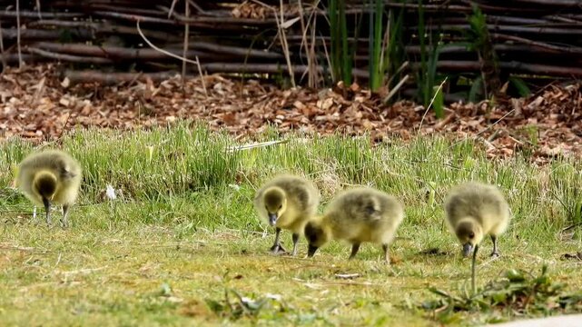  A group of Greylag goose goslings foraging in a grassy area during the spring season. 