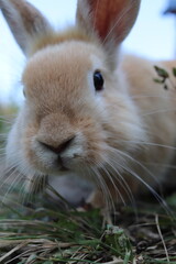 Fototapeta premium rabbit in the grass