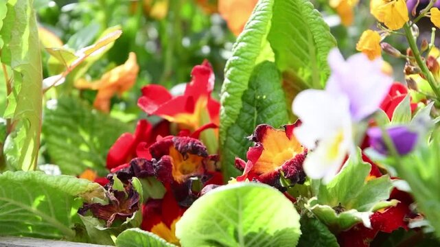 Close Up Wasp on Colorful Spring Flowers in Garden, Natural Pollinator Insect, 4K Video