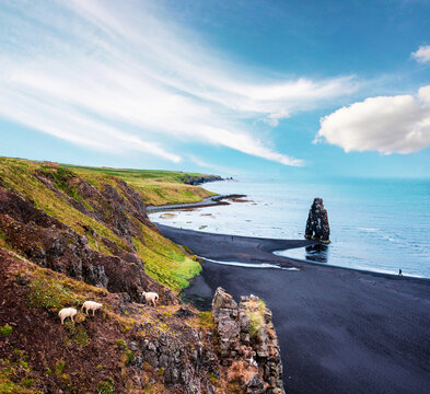 Beautiful dramatic landscape with  extraordinary rock formation Hvitserkur and wild goats on the rockson Vatnsnes peninsula in North-West Iceland. Exotic countries. Amazing places.