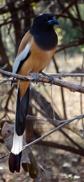 Rufous Treepie (Dendrocitta vagabunda) perched on a dry branch in an Indian forest.