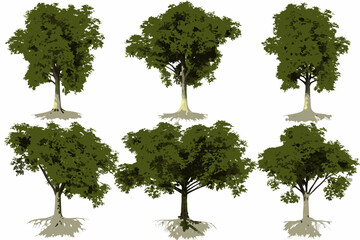 six realistic 3d rendered trees with exposed roots on a white background © Sampad