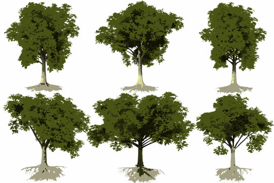 six realistic 3d rendered trees with exposed roots on a white background