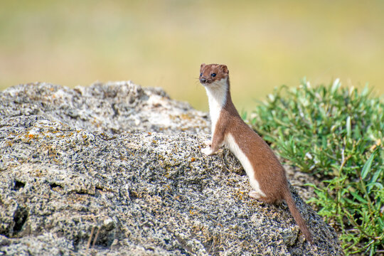 Weasel