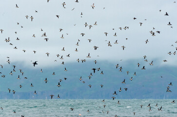 Obraz premium Huge flock of Atlantic Puffins in flight