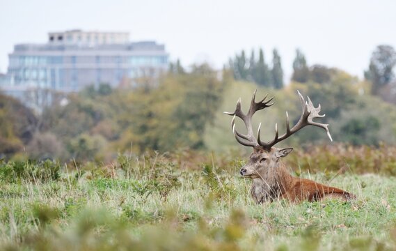 A Red Stag lay down in grass with a big building in the background.