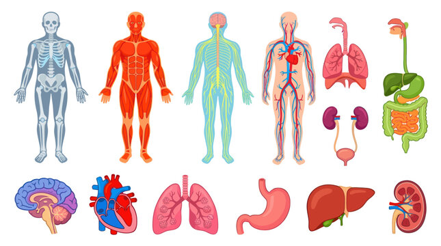 Medical Human Body Systems and Organs Flat Vector Anatomy Illustration