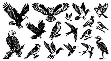 Obraz premium Diverse Wildlife Birds Collection Black and White Line Art Vector Illustration Set