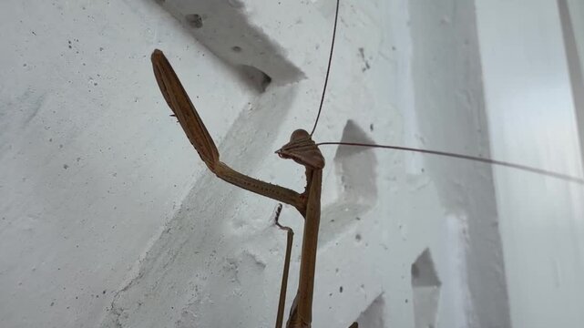 Brown praying mantis perches on white textured wall. Antennae twitch gently, sensing surroundings. Its forelegs poised, ready for movement. The mantis blends with the wall's shadowed crevices