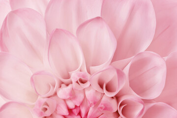 Fototapeta premium Macro trend of fresh flower top view, minimal aesthetic abstract monochrome nature pattern with soft curled petals in delicate rose shades. Summer blooming flowery plant, soft pastel pink gradient.