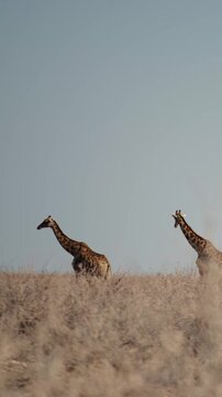 Herd of giraffes wandering through the open wilderness in Etosha Nationalpark in Namibia