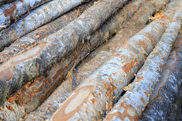 Birch log texture. Stacked tree logs. Logging and forest felling concept. Timber harvesting. © yaviki