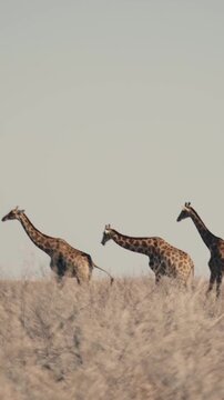 Herd of giraffes wandering through the open wilderness in Etosha Nationalpark in Namibia