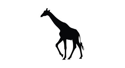 Fototapeta premium Walking giraffe silhouette vector illustration on plain white background
