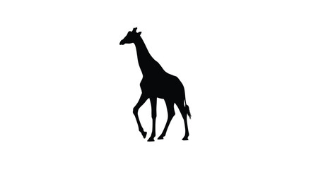 Obraz premium Full body black silhouette of a walking giraffe side view