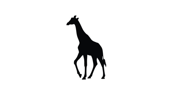 Full body black silhouette of a walking giraffe side view