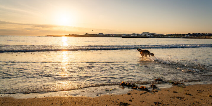 dogs on Trearddur bay at sunset Anglesey