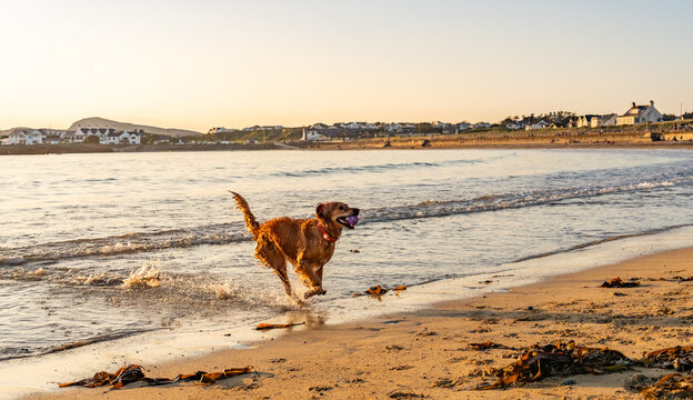dogs on Trearddur bay at sunset Anglesey