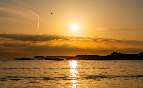 dogs on Trearddur bay at sunset Anglesey