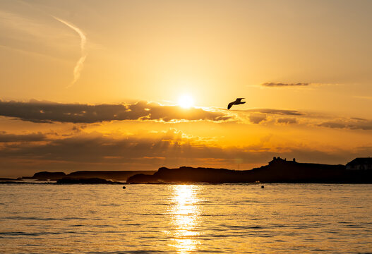 dogs on Trearddur bay at sunset Anglesey