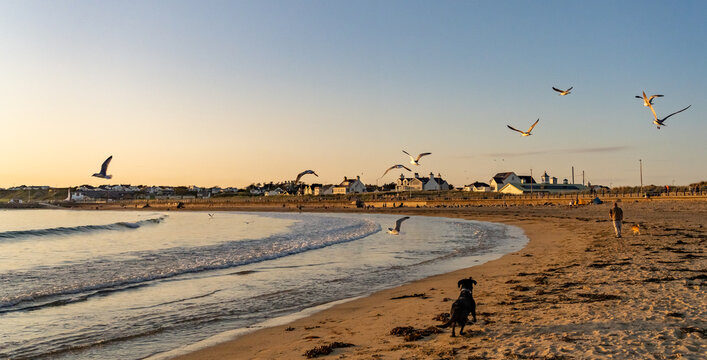 dogs on Trearddur bay at sunset Anglesey