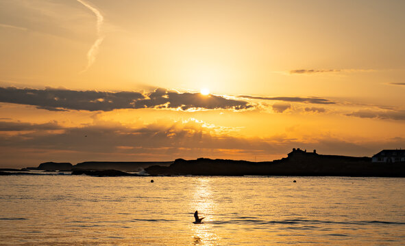 dogs on Trearddur bay at sunset Anglesey