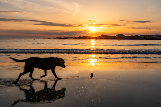 dogs on Trearddur bay at sunset Anglesey