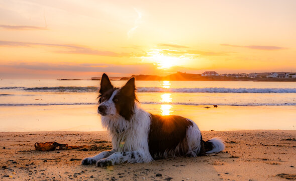 dogs on Trearddur bay at sunset Anglesey
