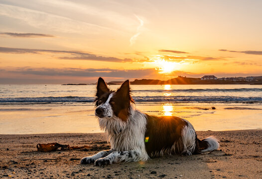 dogs on Trearddur bay at sunset Anglesey