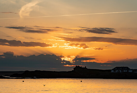 dogs on Trearddur bay at sunset Anglesey