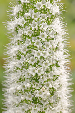 Wei&szlig;e Ananga- Natternkopf (Echium simplex)
