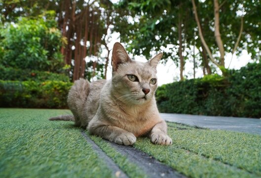 A light brown and white tabby cat with upright ears lies still on green grass, gazing intently ahead as if observing its surroundings. The focused expression conveys alertness and a sense of quiet vig
