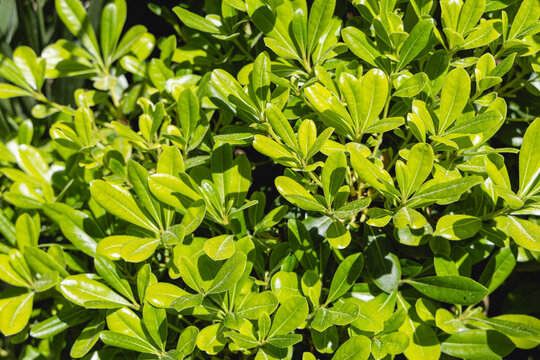 Gros plan sur des feuilles de Pittosporum Tobira, un arbuste persistant du jardin en &eacute;t&eacute;.