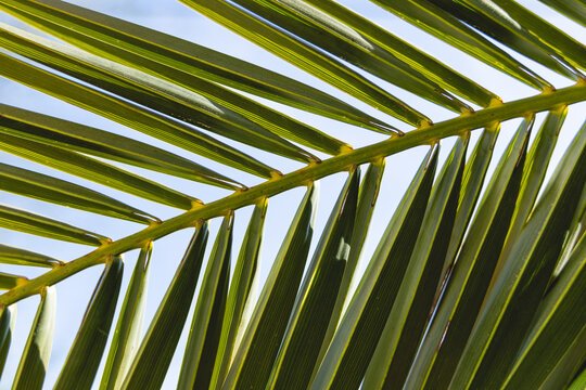Gros plan sur la palme d'un palmier dans un jardin. En arri&egrave;re plan, un ciel bleu.