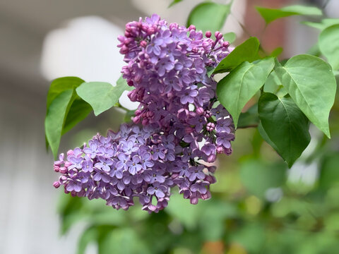 Blooming lilac branch with purple flowers and green leaves in soft focus background. Botanical detail, spring flowering, garden plant and natural growth concept.