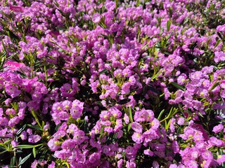 Fototapeta premium Kalmia, Kalmia polifolia
